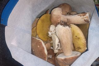 Grzyby są już w woj. lubelskim!