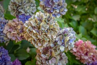 Zrób to z hortensją w ogrodzie! Dzięki temu na wiosnę zakwitnie gigantycznymi, kulistymi kwiatami. Domowy nawóz do hortensji wspierający kwitnienie 