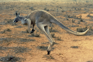 Australia: Kangur zabił człowieka. To pierwszy taki atak od 86 lat!