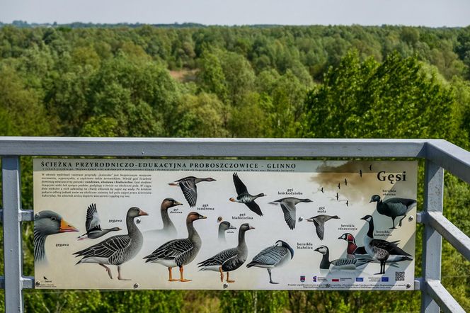 Ptasi raj niedaleko Łodzi. Rezerwat Jeziorsko to jedna z najbardziej niedocenianych atrakcji w regionie