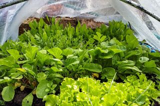 Przyspiesz zbiory nawet o 3-4 tygodnie. Poznaj sprawdzone sposoby na wcześniejsze plony