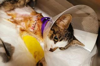 Towarzystwo Przyjaciół Zwierząt Arkadia w Głownie