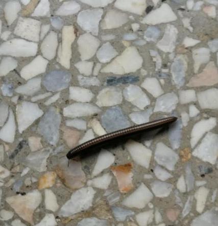 Krocionogi nie dają żyć mieszkańcom Strzemieszyc