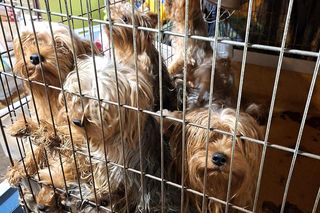 Nie żyje właścicielka pseudo hodowli w Bydgoszczy! 85 psów żyło w strasznych warunkach