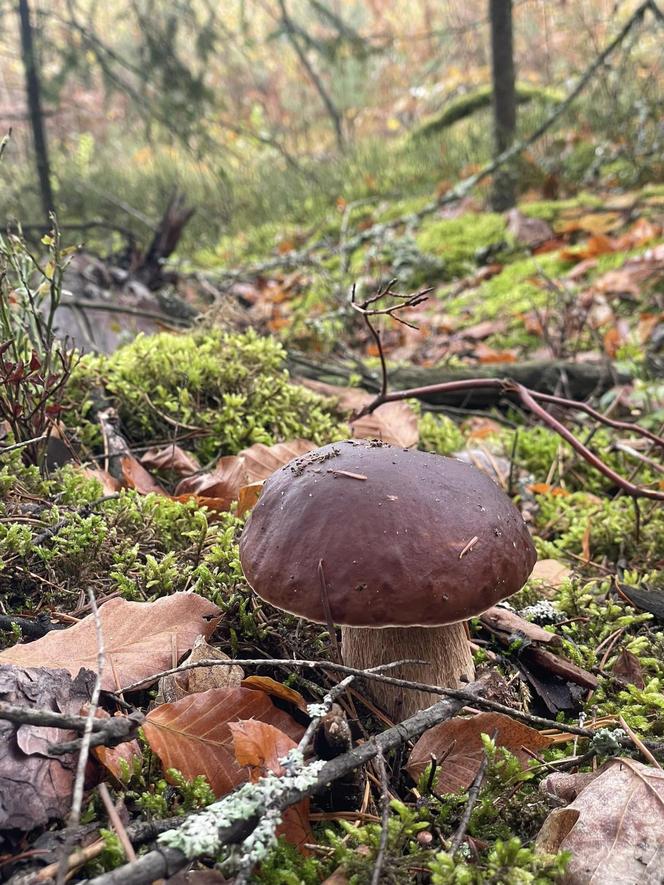 Ostatki grzybowe w Świętokrzyskiem