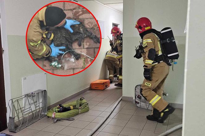 Bohaterscy strażacy weszli w ogień, żeby ratować kota. Mieszkańcy mieli łzy w oczach