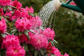 Kup na straganie i przygotuj nawóz do rododendronów. Po tej odżywcze krzewy obsypią kwiatami niczy cinkciarz dolarami. Domowy nawóz do rododendronów 