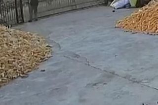 Zobaczył pod domem wielkiego tygrysa. Zdążył zrobić jedno. Zwierzę zaczęło polowanie. Jest nagranie