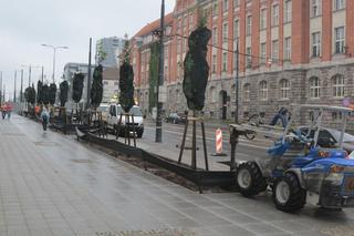 Środmieście odmienione! W tych miejscach pojawiły się nowe drzewa [ZDJĘCIA]