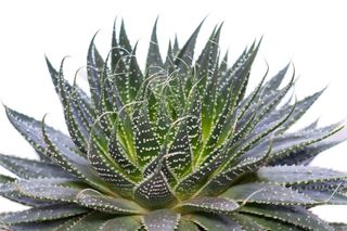 Haworsja = haworcja - Haworthia