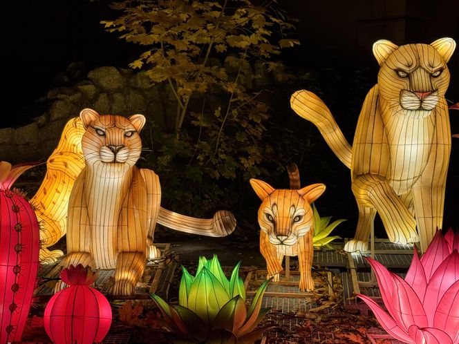 Garden of Lights we Wrocławiu