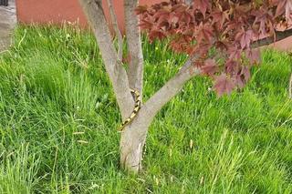 Oświęcim. Wąż straszył dzieci i dorosłych, okazał się zabawką