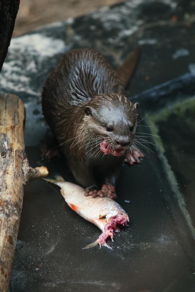 Pokazowe karmienia w Orientarium Zoo Łódź