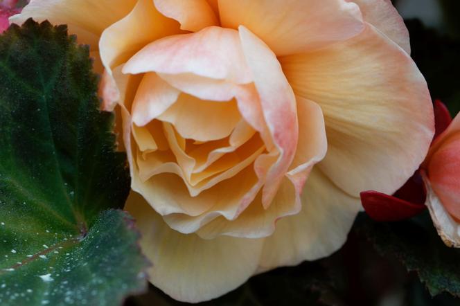 Begonia bulwiasta