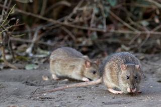 Plaga szczurów na Mokotowie. Opanowały piwnice i altanki śmietnikowe