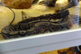 Dzień otwarty w Schronisku dla Bezdomnych Zwierząt w Lublinie [ZDJĘCIA, WIDEO]