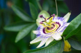 Passiflora, męczennica. Zdjęcia