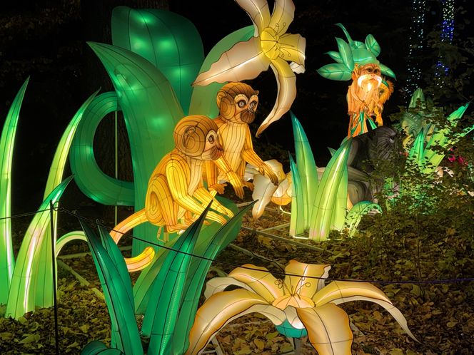 Garden of Lights we Wrocławiu