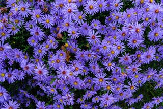 We wrześniu podlewam w ogrodzie te kwiaty. Jeszcze w październiku zamieniają pusty ogród w kolorowy zagajnik. Kwiaty, które kwitną jesienią