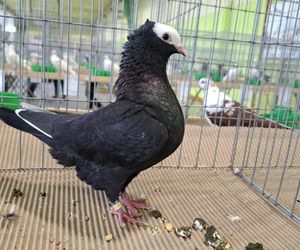 Kalisz. Rasowe gołębie, drób i króliki można podziwiać w hali OSRiR