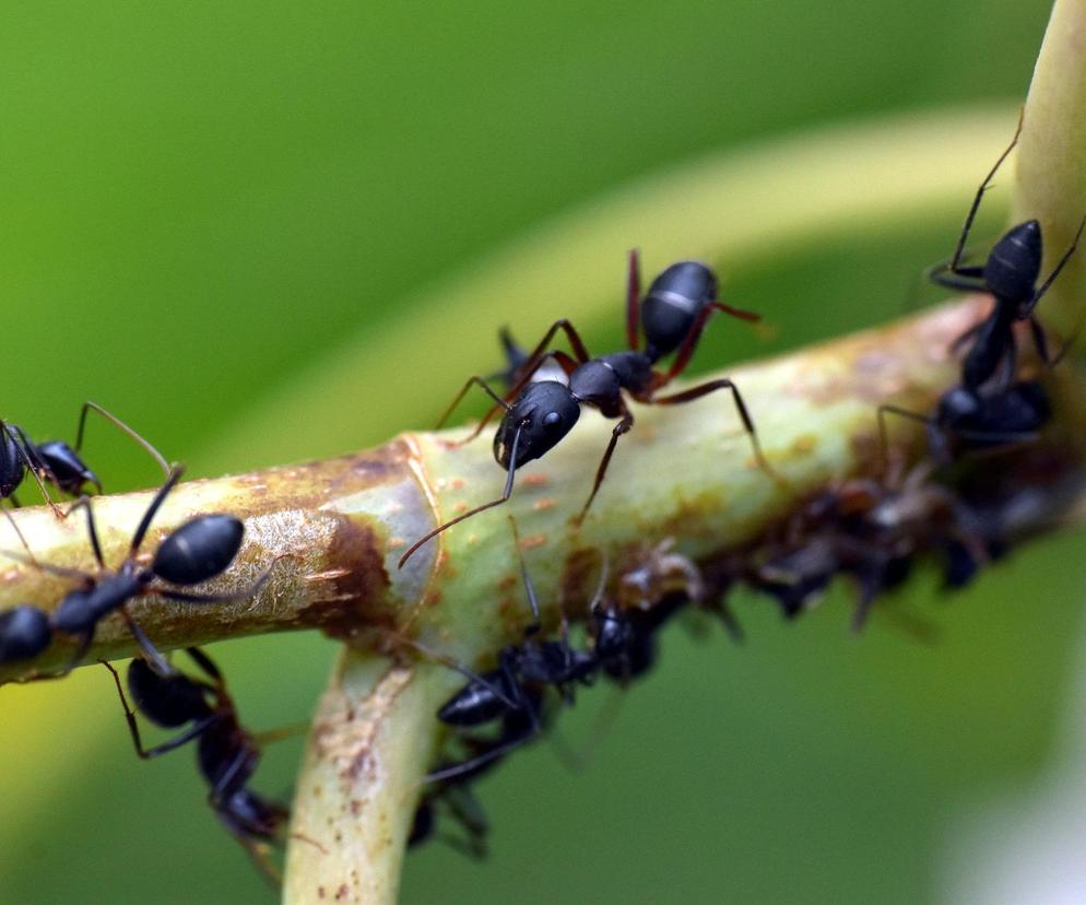  Atak plagi szalonych mrówek! Plują kwasem, zabijają zwierzęta, niszczą uprawy i domy!