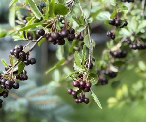 Czy aronia w sierpniu jest już dojrzała? Kiedy najlepiej zbierać aronię?