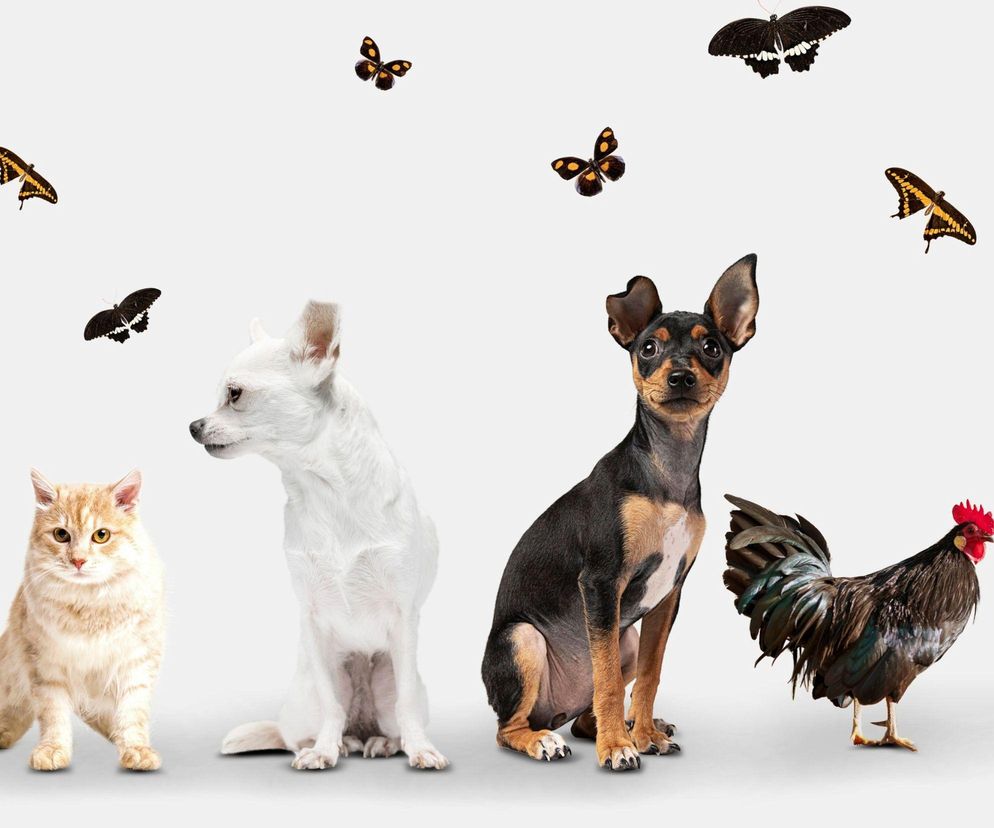 Krzyżówka o zwierzętach. Czy odgadniesz wszystkie hasła?