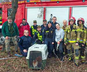 Panda, która uciekła z poznańskiego ZOO