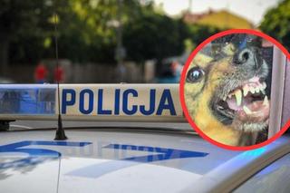 Policjanci z Częstochow uratowali psa z nagrzanego auta