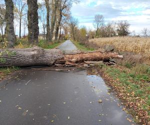 Silny wiatr i ulewy nad Łódzkiem