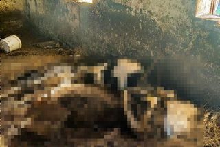 Piekło zwierząt w Idzbarku koło Ostródy. Gospodarz zatrzymany