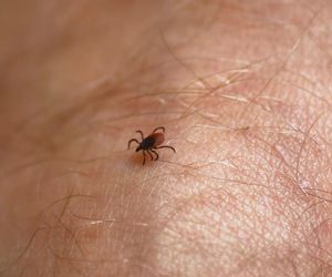 Kleszcze afrykańskie w Polsce