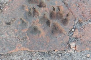 Sensacyjne odkrycie w Bartążku. Tu podpisano akt lokacyjny Olsztyna. Tego miejsca szukało wielu badaczy