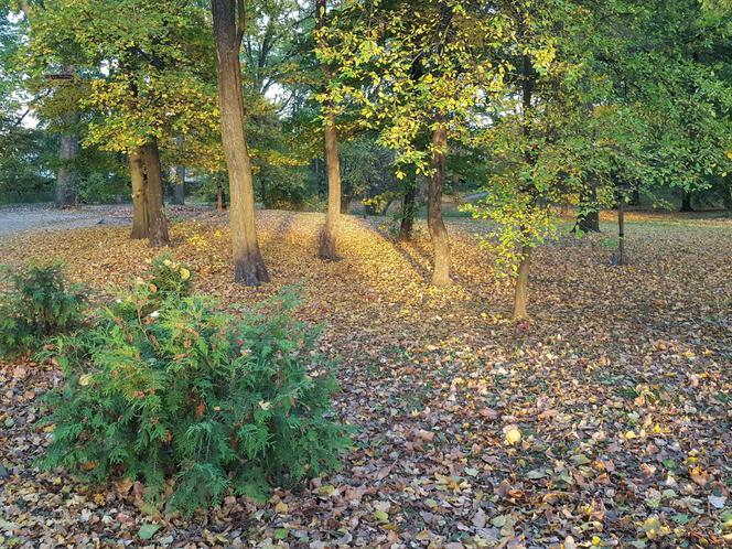 Park 1000-lecia w Lesznie na chwilę przed zachodem słońca