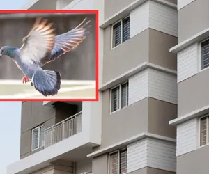 Masz problem z gołębiami na balkonie? Ten sposób jest niezawodny! Wystarczy położyć na ziemi jedną rzecz