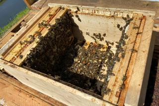 Zgnilec amerykański to katastrofa dla pszczół. Wojewoda podlaski wyznaczył obszar zapowietrzony