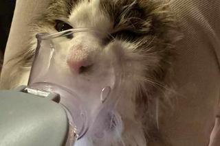 Skandal w Nasz Nowy Dom. Zrobili z CHOREGO kota maskotkę show