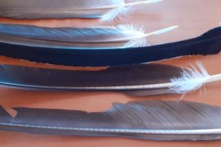 Przesyłka była lekka jak piórko. Zachodniopomorscy celnicy zajrzeli do środka