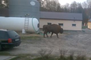 Drżę bo odwiedza mnie żubr