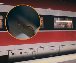 Wąż pełzał po pociągu. Trzeba było ewakuować pasażerów