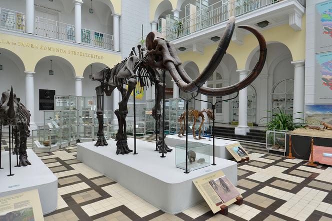 Znajdź imię dla mamuta! Muzeum Geologiczne ogłosiło konkurs z nagrodami