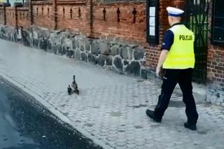 Policjanci ze Świecia eskortowali kaczą rodzinę