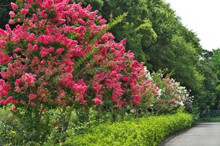 Lagerstremia indyjska