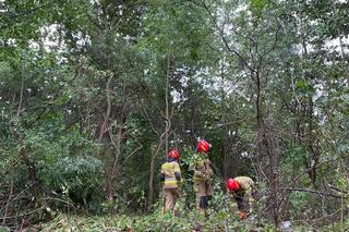 Kot utknął na drzewie. Spędził tam kilka dni. Na pomoc ruszyli strażacy [ZDJĘCIA]