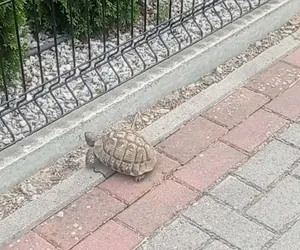 Żółw uciekinier w Tomaszowie Lubelskim