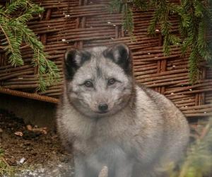 Krysia i Rysia miały być futrem, zamieszkały w fundacji