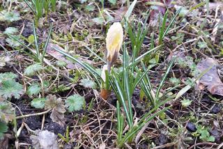 Zwiastuny wiosny! [ZDJĘCIE DNIA]