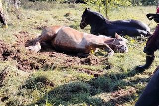 Nietypowa akcja strażaków na Pomorzu. Uratowali konie, które utknęły w bagnie