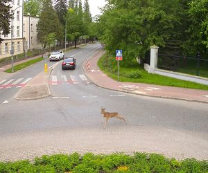 Koziołek przebiegł przez rondo i wbiegł do parku miejskiego w Siedlcach