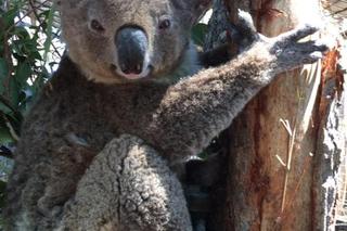 Koala na wolności